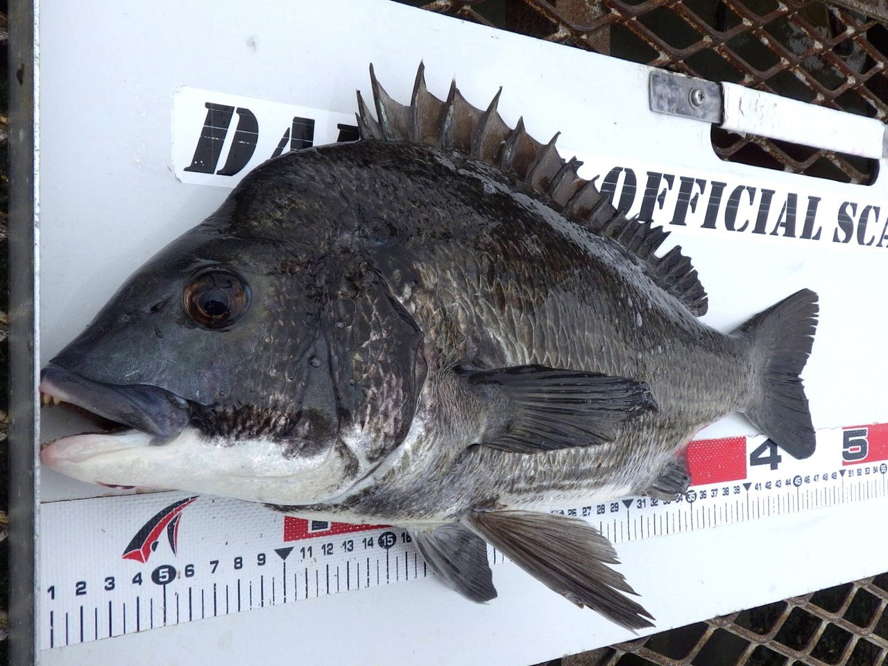 釣果情報 │ 大黒海づり施設［横浜フィッシングピアーズ］